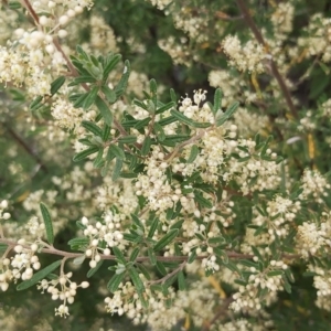 Pomaderris angustifolia at Calwell, ACT - 12 Oct 2021 10:46 AM