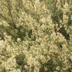 Pomaderris angustifolia at Calwell, ACT - 12 Oct 2021 10:46 AM