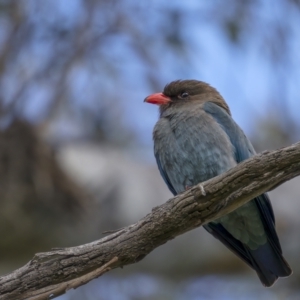 Eurystomus orientalis at Pialligo, ACT - 19 Oct 2021