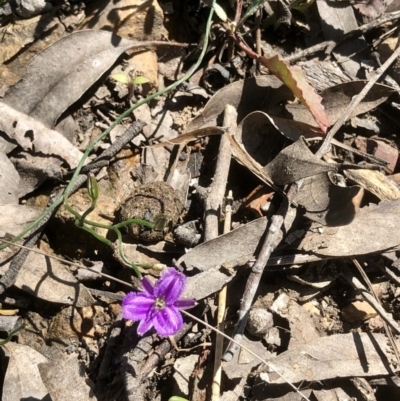 Thysanotus patersonii (Twining Fringe Lily) at Bruce, ACT - 18 Oct 2021 by goyenjudy