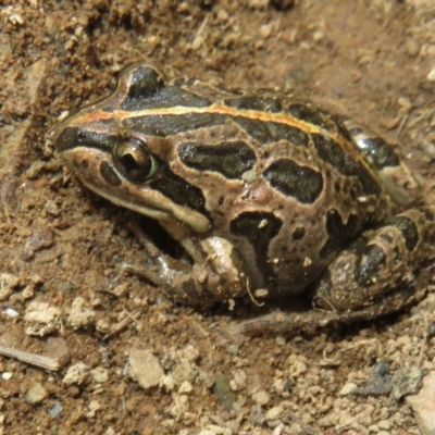 Limnodynastes tasmaniensis (Spotted Grass Frog) at Mount Clear, ACT - 18 Oct 2021 by Christine