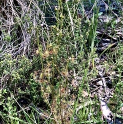 Drosera auriculata (Tall Sundew) at Bruce, ACT - 18 Oct 2021 by goyenjudy