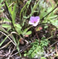 Erodium sp. at Bruce, ACT - 10 Oct 2021