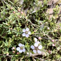 Gaudium multicaule (Teatree) at Bruce, ACT - 16 Oct 2021 by goyenjudy