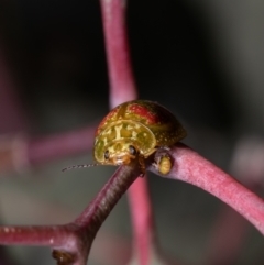 Paropsisterna fastidiosa at Coree, ACT - 19 Oct 2021