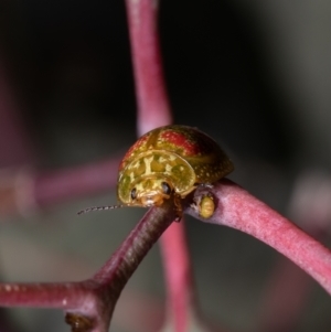 Paropsisterna fastidiosa at Coree, ACT - 19 Oct 2021