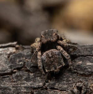 Maratus vespertilio at Coree, ACT - suppressed