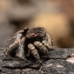 Maratus vespertilio at Coree, ACT - suppressed