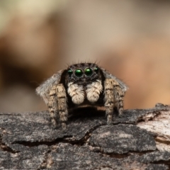 Maratus vespertilio at Coree, ACT - suppressed