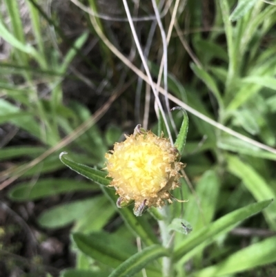 Coronidium scorpioides (Button Everlasting) at Bruce Ridge to Gossan Hill - 9 Oct 2021 by goyenjudy
