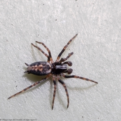 Gnaphosidae (family) at  - suppressed by Roger