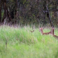 Dama dama (Fallow Deer) at Splitters Creek, NSW - 15 Oct 2021 by KylieWaldon