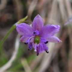 Arthropodium minus (Small Vanilla Lily) at Kambah Pool - 19 Oct 2021 by JohnBundock