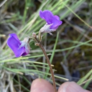 Swainsona behriana at Campbell, ACT - 17 Oct 2021