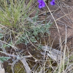 Swainsona behriana at Campbell, ACT - 17 Oct 2021 06:18 PM