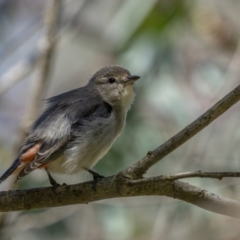 Dicaeum hirundinaceum (Mistletoebird) at Mount Ainslie - 19 Oct 2021 by trevsci