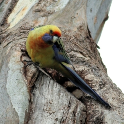 Platycercus elegans flaveolus (Yellow Rosella) at Splitters Creek, NSW - 15 Oct 2021 by KylieWaldon