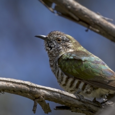 Chrysococcyx lucidus (Shining Bronze-Cuckoo) at Pialligo, ACT - 19 Oct 2021 by trevsci