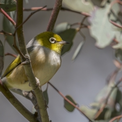 Zosterops lateralis (Silvereye) at Mount Ainslie - 19 Oct 2021 by trevsci