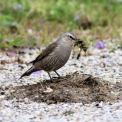 Climacteris picumnus (Brown Treecreeper) at Splitters Creek, NSW - 15 Oct 2021 by KylieWaldon