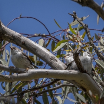 Daphoenositta chrysoptera (Varied Sittella) at Pialligo, ACT - 19 Oct 2021 by trevsci