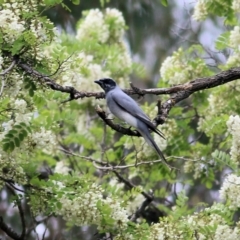 Coracina novaehollandiae (Black-faced Cuckooshrike) at Splitters Creek, NSW - 15 Oct 2021 by KylieWaldon