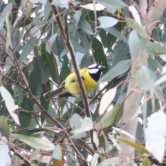 Falcunculus frontatus (Eastern Shrike-tit) at Splitters Creek, NSW - 15 Oct 2021 by KylieWaldon