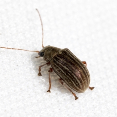 Edusella lineata (Leaf beetle) at Bruce Ridge to Gossan Hill - 11 Oct 2021 by AlisonMilton