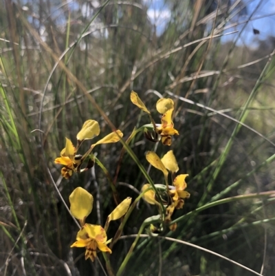 Diuris pardina (Leopard Doubletail) at Throsby, ACT - 19 Oct 2021 by JasonC