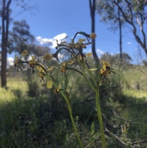 Diuris pardina at Throsby, ACT - 19 Oct 2021