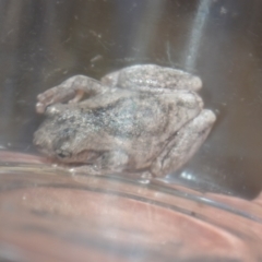 Litoria peronii at Greenleigh, NSW - 19 Oct 2021