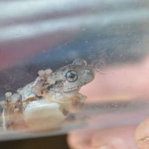 Litoria peronii at Greenleigh, NSW - 19 Oct 2021