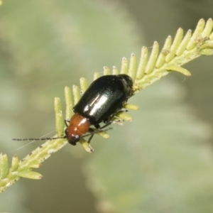 Adoxia benallae at Bruce, ACT - 19 Oct 2021 09:37 AM