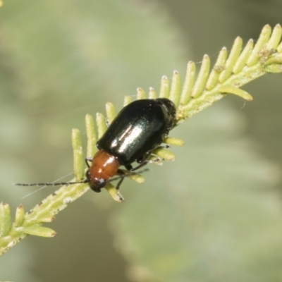 Adoxia benallae (Leaf beetle) at Bruce, ACT - 18 Oct 2021 by AlisonMilton