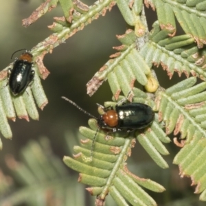 Adoxia benallae at Bruce, ACT - 19 Oct 2021 09:37 AM