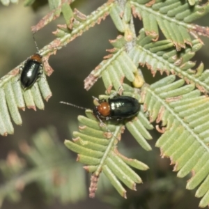 Adoxia benallae at Bruce, ACT - 19 Oct 2021 09:37 AM