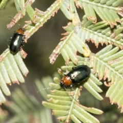 Adoxia benallae at Bruce, ACT - 19 Oct 2021 09:37 AM