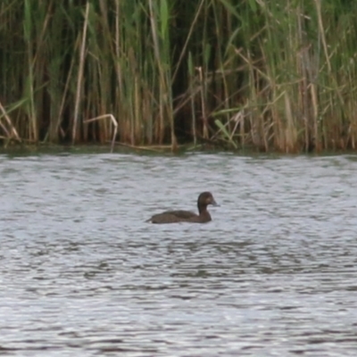 Aythya australis (Hardhead) at Splitters Creek, NSW - 15 Oct 2021 by KylieWaldon