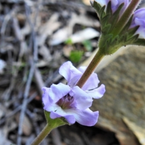 Euphrasia collina at Paddys River, ACT - 17 Oct 2021