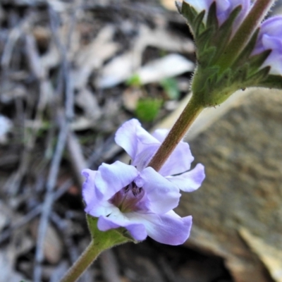 Euphrasia collina (Purple Eye-bright) at Paddys River, ACT - 17 Oct 2021 by JohnBundock