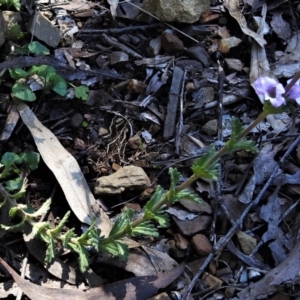 Euphrasia collina at Paddys River, ACT - 17 Oct 2021