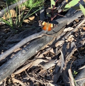 Vanessa itea at Acton, ACT - 4 Oct 2021 05:19 PM