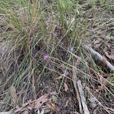 Glossodia major (Wax Lip Orchid) at Acton, ACT - 4 Oct 2021 by DGilbert