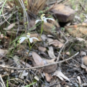 Caladenia ustulata at Acton, ACT - suppressed