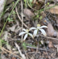 Caladenia ustulata at Acton, ACT - suppressed