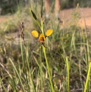 Diuris semilunulata at Bruce, ACT - suppressed