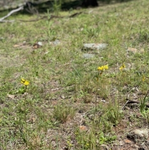 Bulbine bulbosa at Ainslie, ACT - 19 Oct 2021 03:02 PM