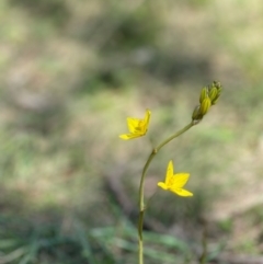 Bulbine bulbosa at Ainslie, ACT - 19 Oct 2021 03:02 PM