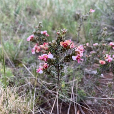 Dillwynia sericea (Egg And Bacon Peas) at Mount Ainslie - 15 Oct 2021 by DGilbert