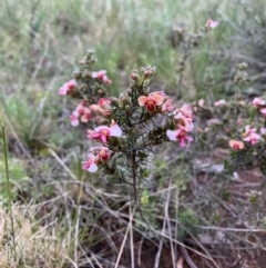 Dillwynia sericea at Ainslie, ACT - 15 Oct 2021 06:19 PM